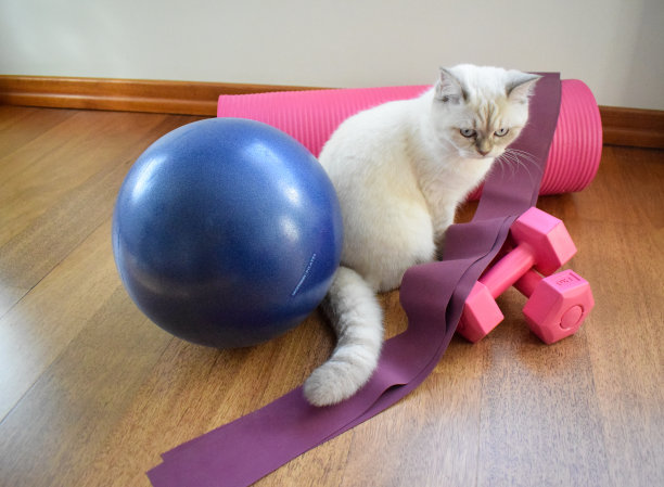 家里用的普拉提材料图片下载