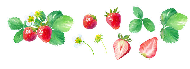 草莓水彩插图，花，叶，水果部分设置图片下载