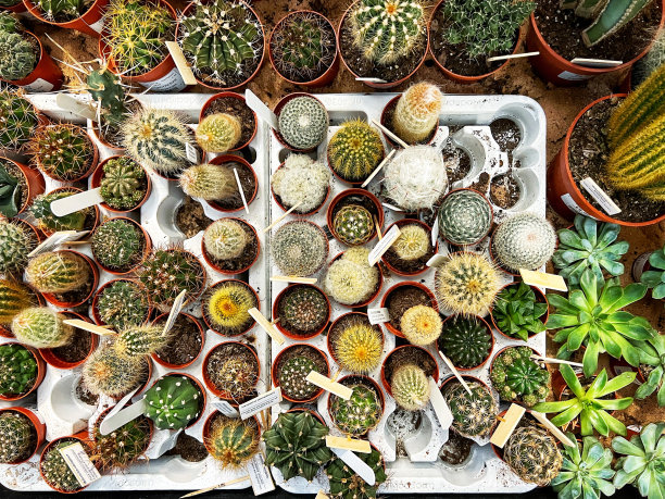 花园中心商店的大量仙人掌图片下载