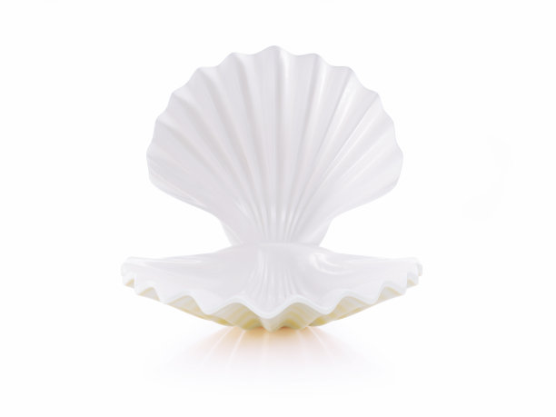 白色背景下开阔的海洋贝壳图片下载