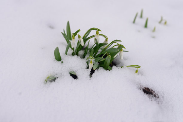 雪花莲和雪。图片下载
