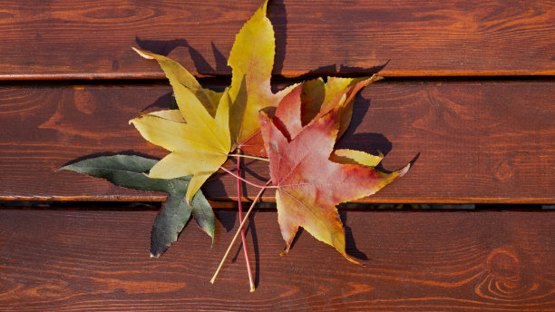 绿色，黄色和红色的梧桐树叶子图片下载