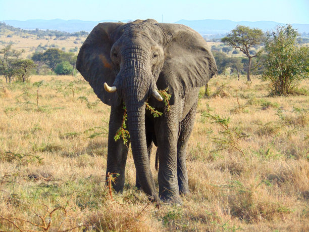 马赛的大象图片下载