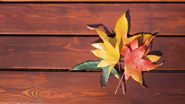 秋天的梧桐树叶子有绿色、黄色和红色图片下载