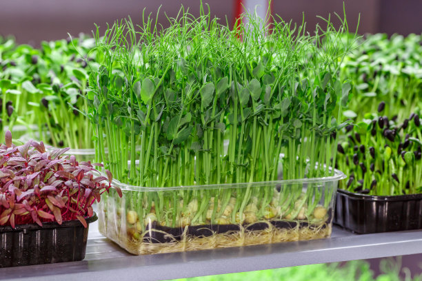 微芽菜——健康新鲜的食物。在麻类生物降解垫子上发芽的微绿色植物。种子在家里发芽。纯素和健康食品的概念。图片下载