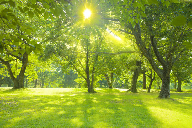 森林的阳光图片下载