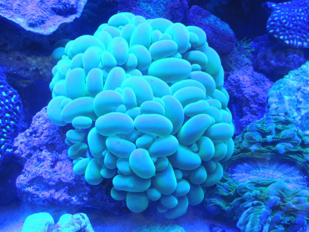 绿色海葵图片下载