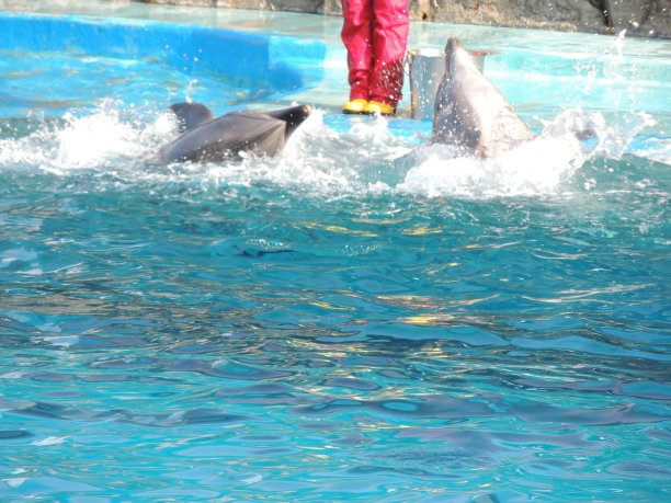 水中的海豚图片下载