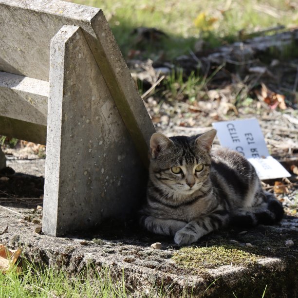 墓碑上的小猫图片下载