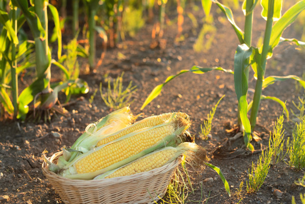 成熟的玉米棒放在篮子里，站在夕阳下绿色玉米地的地面上。农业，有机园艺，收获或生态概念图片下载