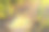 成熟的玉米棒放在篮子里，站在夕阳下绿色玉米地的地面上。农业，有机园艺，收获或生态概念图片下载