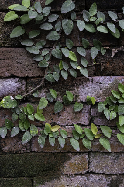 老红砖墙与绿色植物藤蔓生长的背景和墙纸纹理图片下载