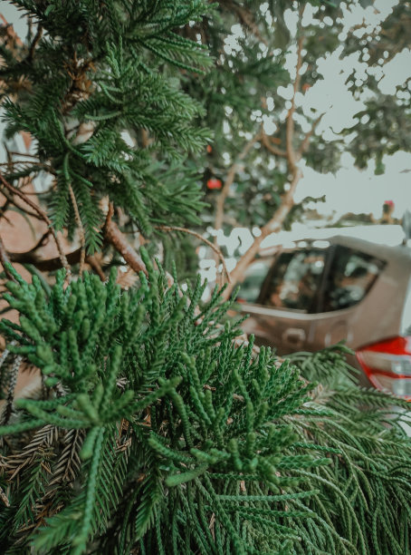 独特的叶子图片下载