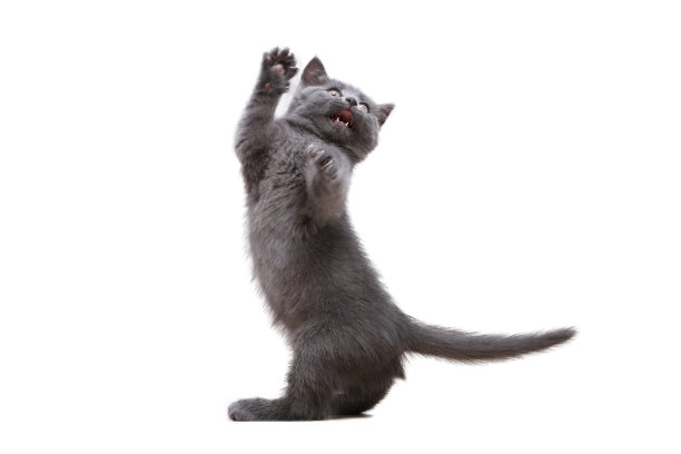 一只灰色的小猫咪在白色背景的鱼竿上玩玩具。猫玩具。图片下载