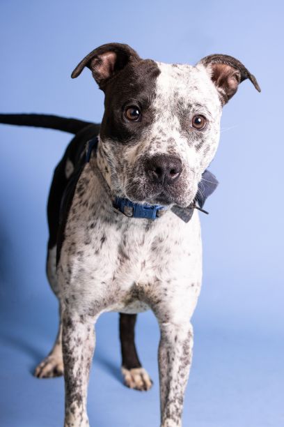 一只可爱的斑点狗在蓝色背景上伸出舌头的垂直照片图片下载