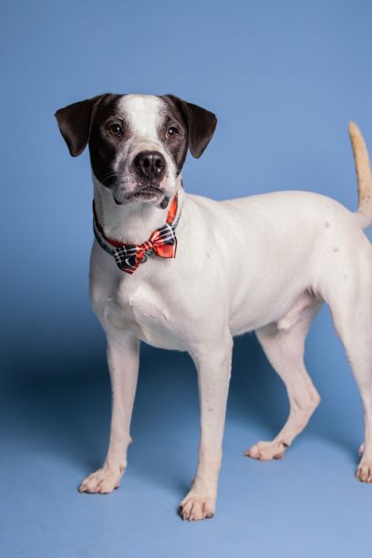一只脖子上有蝴蝶结的可爱白黑狗在蓝色背景下摆姿势的垂直照片图片下载