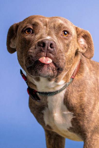 一只脖子上戴着蝴蝶结的可爱棕色狗在蓝色背景下摆姿势的垂直照片图片下载