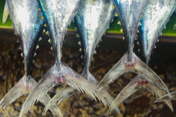 叶子上新鲜的鱼尾图片下载