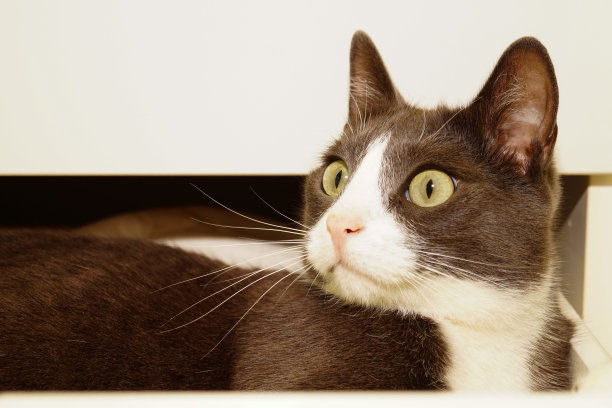 一只长着绿眼睛的有趣的灰猫躺在一个白色的盒子里。他看着镜头。图片下载