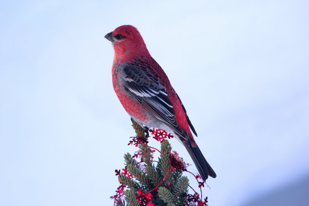 红松巨嘴鸟栖息在圣诞树顶上。图片下载