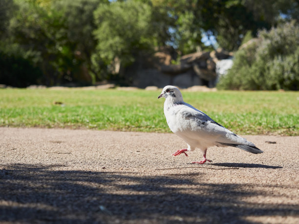 一张漂亮鸽子的照片图片下载
