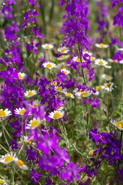 田野里薰衣草和雏菊的垂直照片图片下载