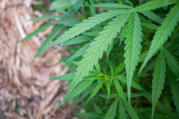 在农场种植有机大麻药草图片下载