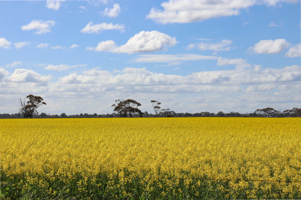 春天的黄色油菜田图片下载