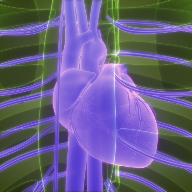 人体循环系统心脏解剖学图片下载