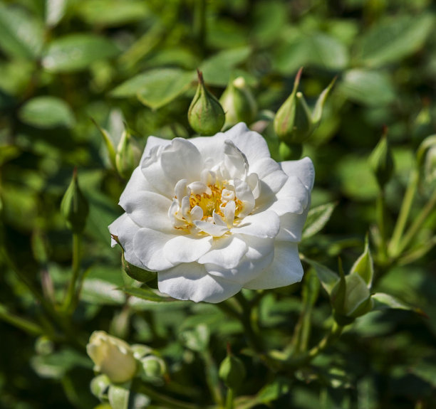 美丽的爱沙尼亚花朵图片图片下载