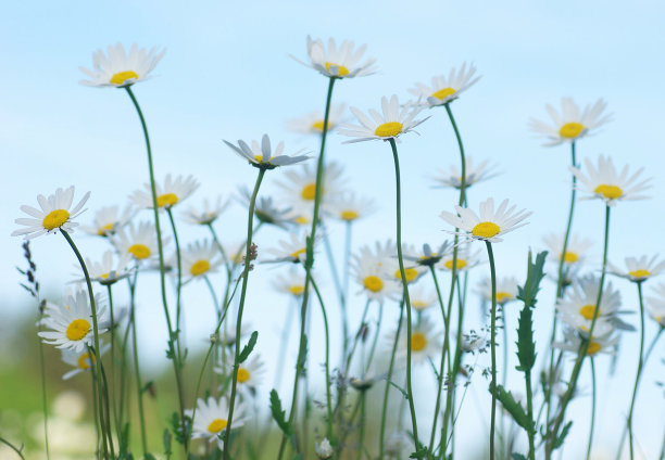 美丽的爱沙尼亚花朵图片图片下载
