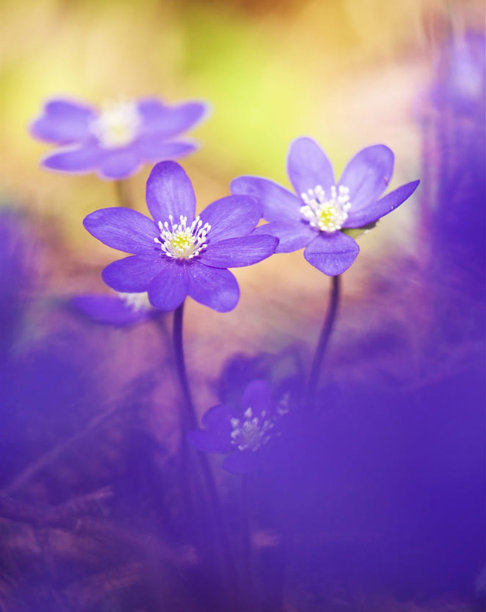 美丽的爱沙尼亚花朵图片图片下载