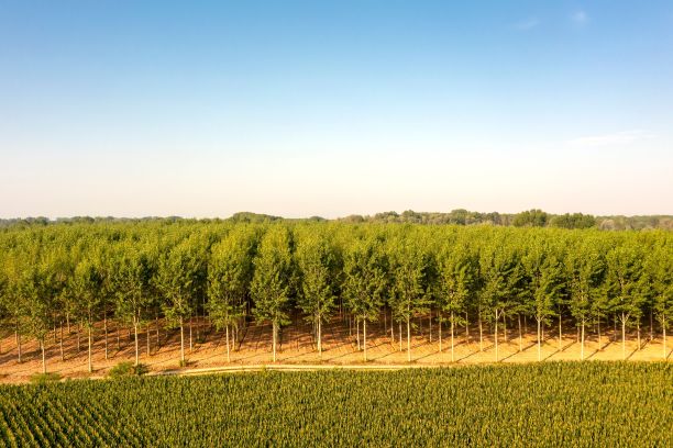 意大利乡村的杨树的航拍照片图片下载