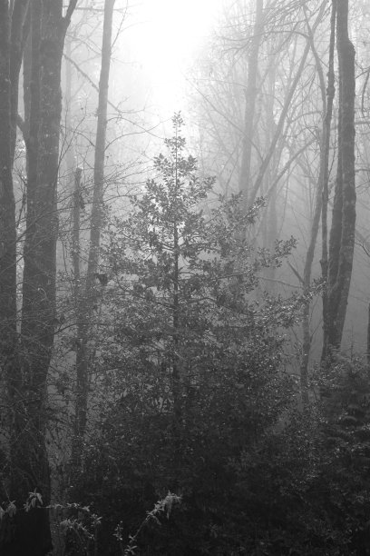 雾覆盖森林中的树木和植物的灰度垂直镜头图片下载