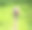 画像的头部和长脖子的鸵鸟与张开的嘴对绿色的草的背景。特写镜头图片下载