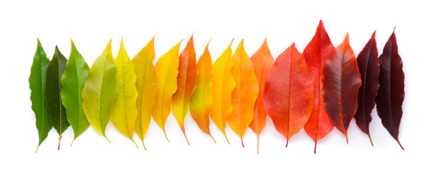 树叶的生命周期，季节观念的变化。秋叶从绿色到暗红色排列在白色的背景上图片下载