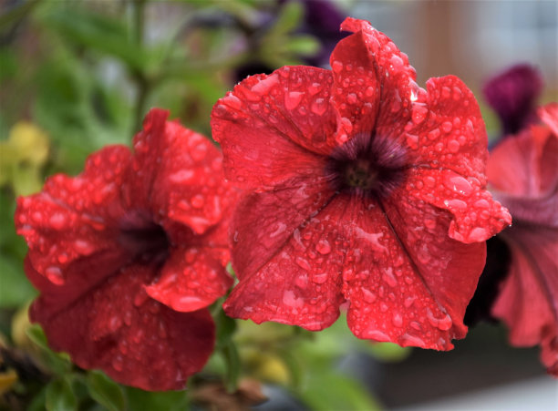 花园里的红色矮牵牛花图片下载