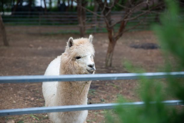 可爱的羊驼的漂亮照片图片下载