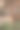 一只成年斑点鹿吃草的特写照片图片下载
