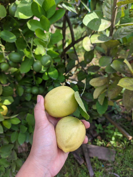 采摘新鲜柠檬图片下载