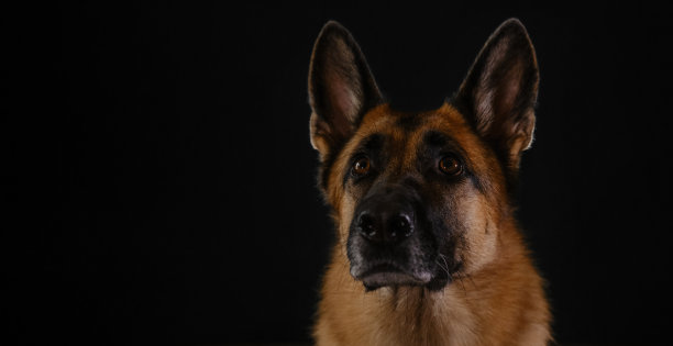漂亮的严肃品种的狗，口鼻特写。水平网页横幅与复制空间。肖像的红色德国牧羊犬在黑色背景，工作室的照片里面。图片下载