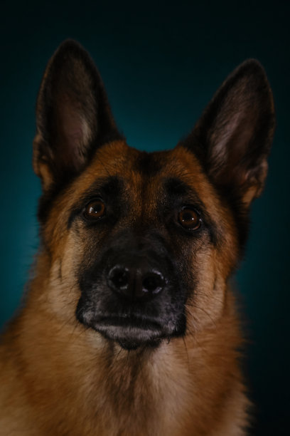 漂亮的严肃品种的狗，口鼻特写。垂直极简的网页屏保。肖像的红色德国牧羊犬在深蓝色的背景，工作室的照片里面。图片下载