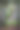阳光透过森林中一棵雄伟的绿色橡树图片下载