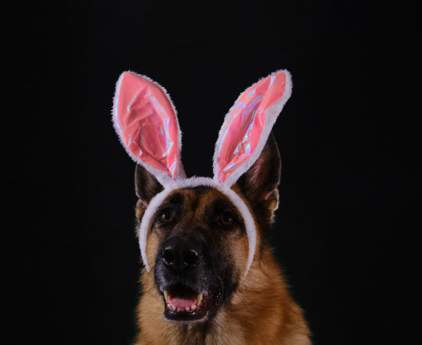 美丽的德国牧羊犬与粉红色复活节兔子耳朵肖像特写。工作室照片的快乐狗在黑暗的背景。带有复制空间的贺卡。宠物作为人庆祝天主教复活节。图片下载