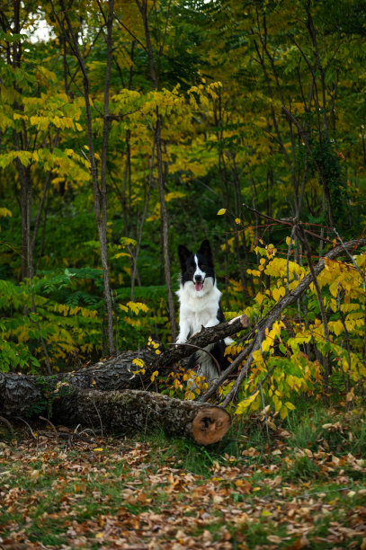 美丽的边境牧羊犬肖像。公园里的小狗，秋天的草地上玩狗，大自然的色彩美极了图片下载