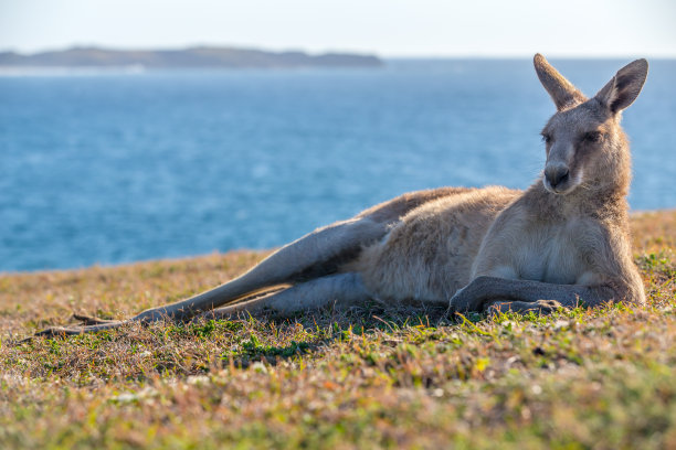 日出的袋鼠图片下载