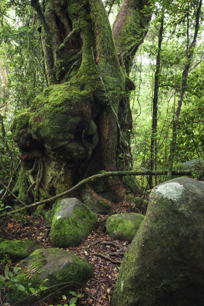 最好的瞭望台，昆士兰图片下载