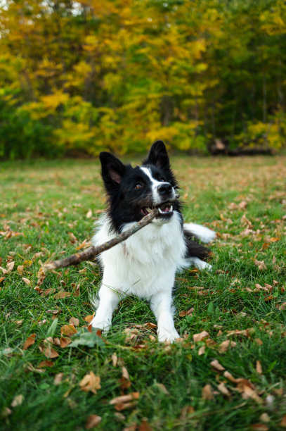 美丽的边境牧羊犬肖像。公园里的小狗，秋天的草地上玩狗，大自然的色彩美极了图片下载