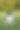 美丽的边境牧羊犬肖像。公园里的小狗，秋天的草地上玩狗，大自然的色彩美极了图片下载