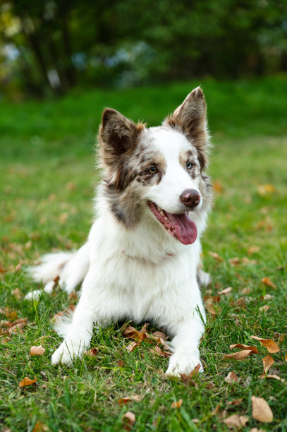 美丽的边境牧羊犬肖像。公园里的小狗，秋天的草地上玩狗，大自然的色彩美极了图片下载